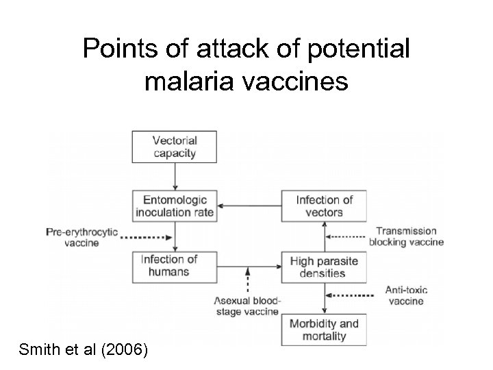 Points of attack of potential malaria vaccines Smith et al (2006) 