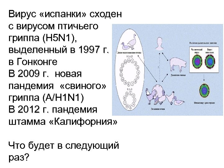 Вирус «испанки» сходен с вирусом птичьего гриппа (H 5 N 1), выделенный в 1997