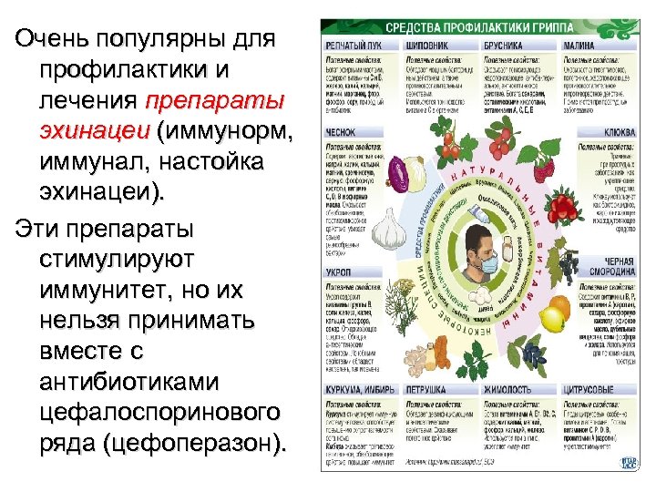 Очень популярны для профилактики и лечения препараты эхинацеи (иммунорм, иммунал, настойка эхинацеи). Эти препараты