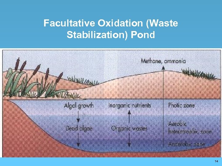 Facultative Oxidation (Waste Stabilization) Pond 14 