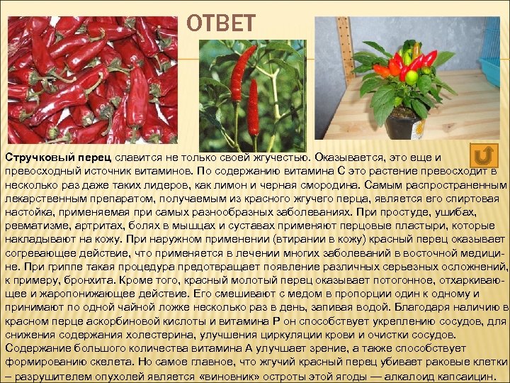 ОТВЕТ Стручковый перец славится не только своей жгучестью. Оказывается, это еще и превосходный источник