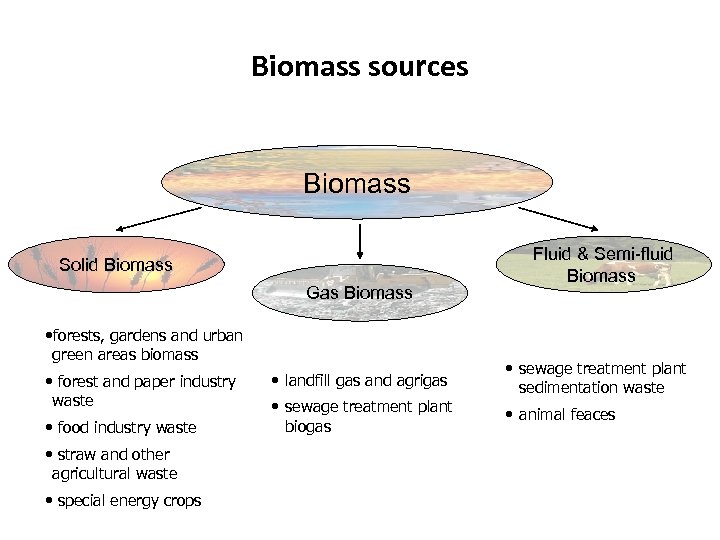 Biomass sources Biomass Solid Biomass Gas Biomass • forests, gardens and urban green areas