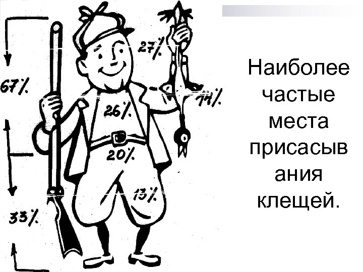 Наиболее частые места присасыв ания клещей. 