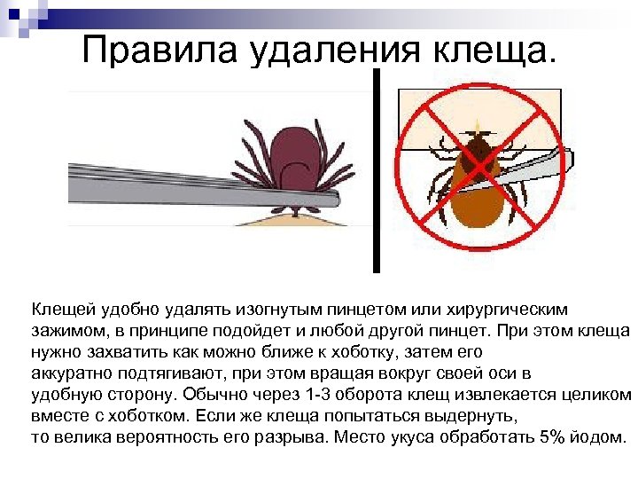 Правила удаления клеща. Клещей удобно удалять изогнутым пинцетом или хирургическим зажимом, в принципе подойдет