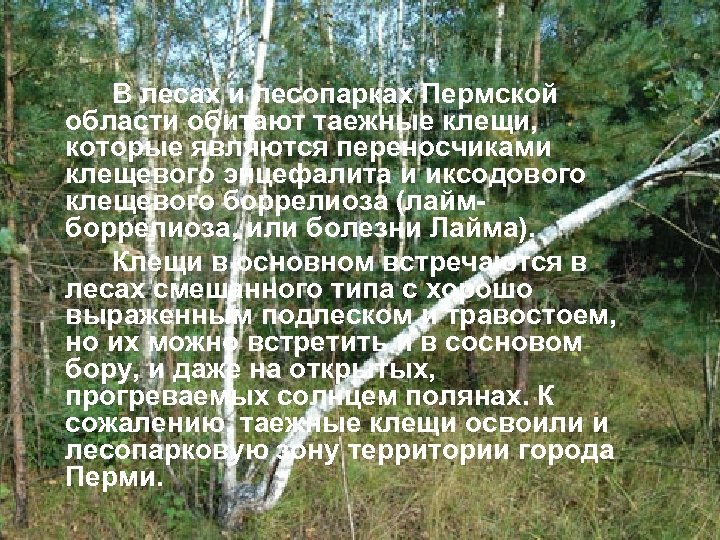 В лесах и лесопарках Пермской области обитают таежные клещи, которые являются переносчиками клещевого энцефалита