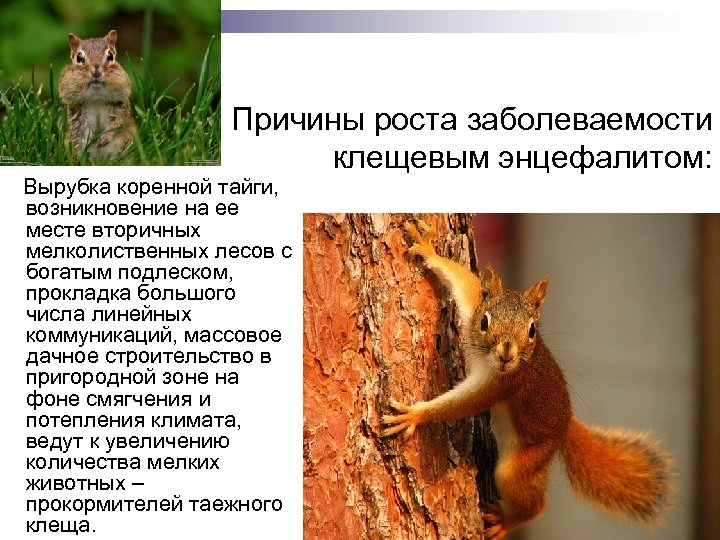 Причины роста заболеваемости клещевым энцефалитом: Вырубка коренной тайги, возникновение на ее месте вторичных мелколиственных