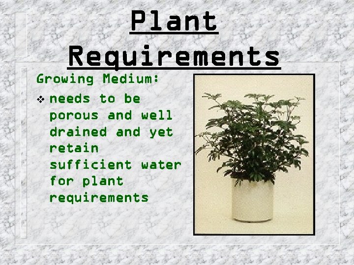 Plant Requirements Growing Medium: v needs to be porous and well drained and yet