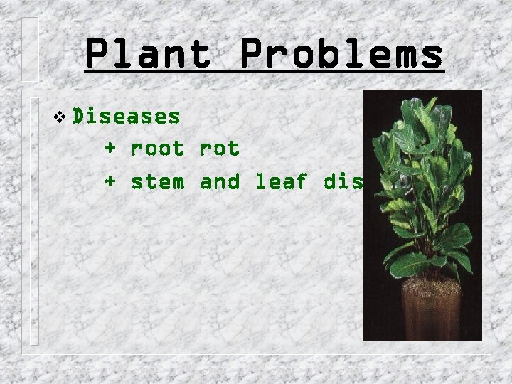 Plant Problems v Diseases + root rot + stem and leaf diseases 