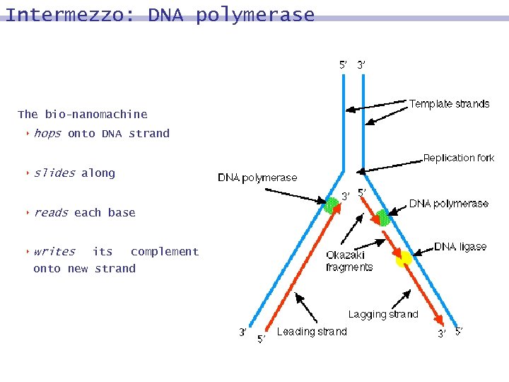 Intermezzo: DNA polymerase The bio-nanomachine 8 hops onto DNA strand 8 slides 8 reads