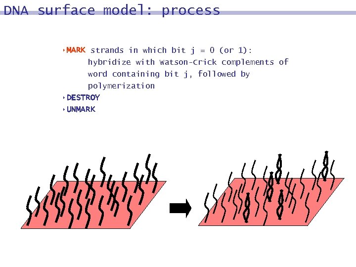 DNA surface model: process 8 MARK strands in which bit j = 0 (or