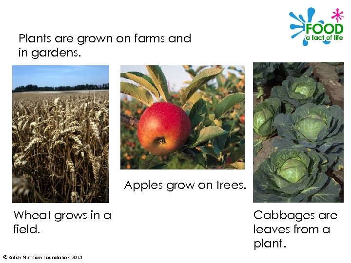 Plants are grown on farms and in gardens. Apples grow on trees. Wheat grows