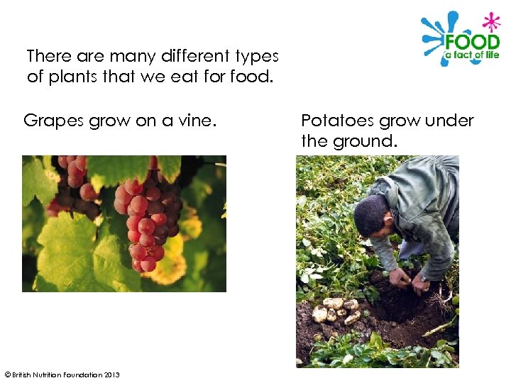 There are many different types of plants that we eat for food. Grapes grow