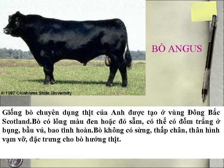 BÒ ANGUS Giống bò chuyên dụng thịt của Anh được tạo ở vùng Đông