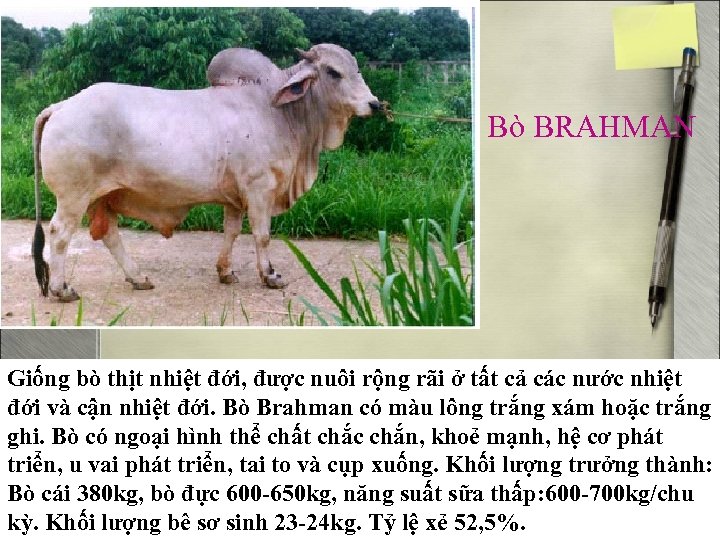 Bò BRAHMAN Giống bò thịt nhiệt đới, được nuôi rộng rãi ở tất cả