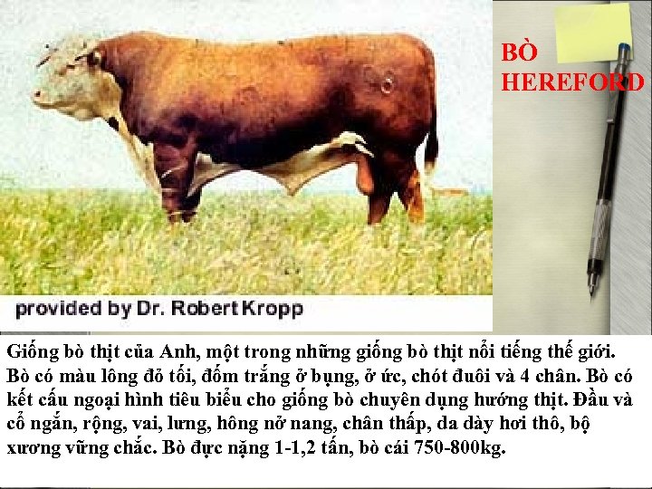 BÒ HEREFORD Giống bò thịt của Anh, một trong những giống bò thịt nổi