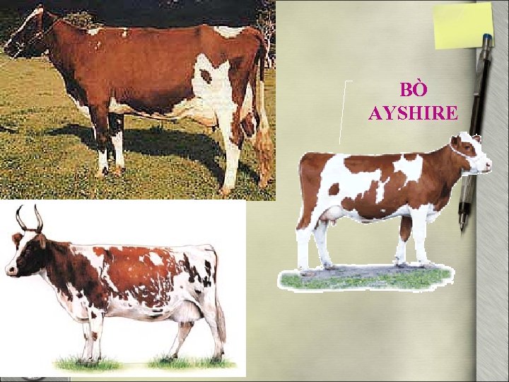 BÒ AYSHIRE 