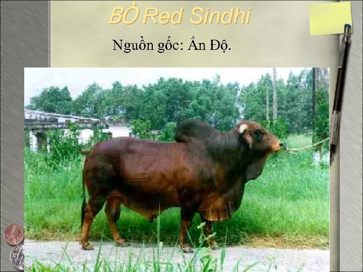 BÒ Red Sindhi Nguồn gốc: Ấn Độ. 