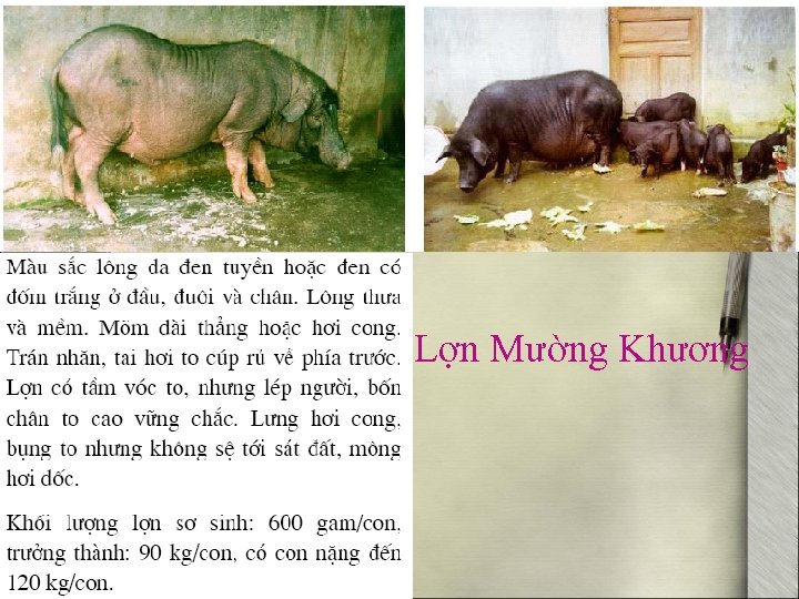 Lợn Mường Khương 