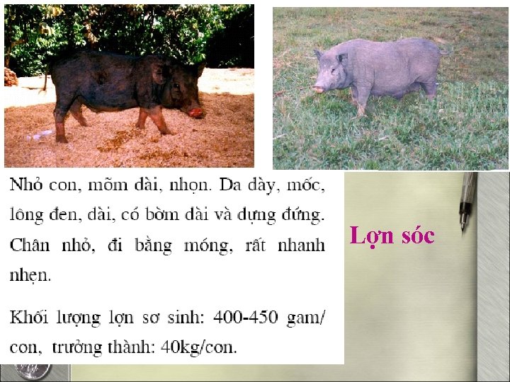 Lợn sóc 