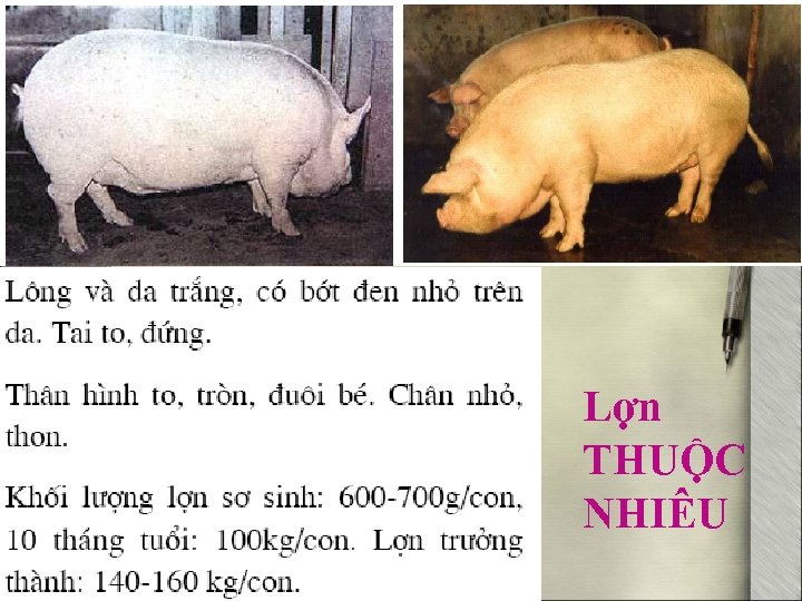 Lợn THUỘC NHIÊU 