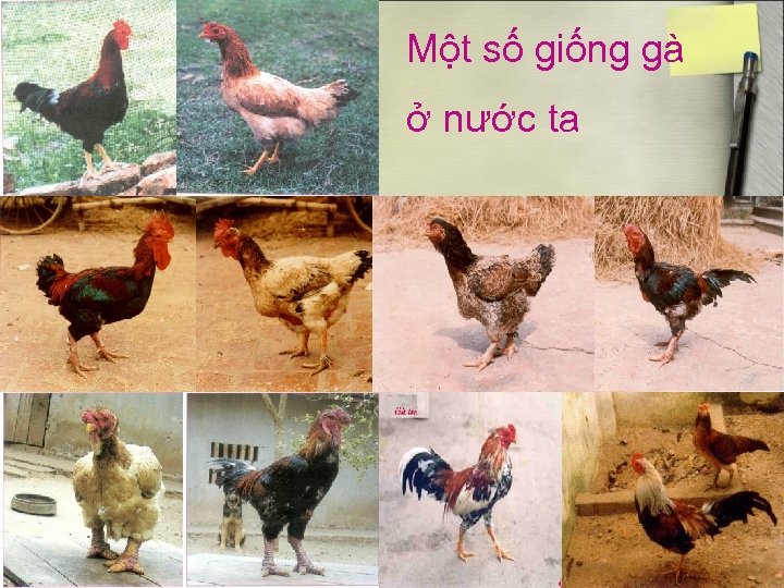 Một số giống gà ở nước ta 