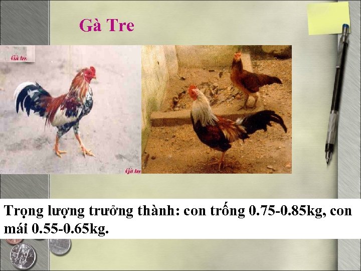 Gà Tre Trọng lượng trưởng thành: con trống 0. 75 -0. 85 kg, con