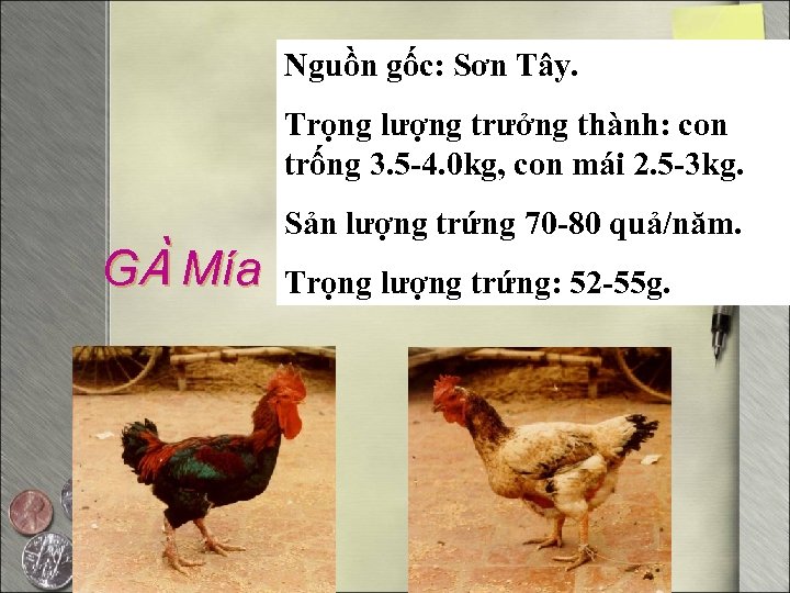 Nguồn gốc: Sơn Tây. Trọng lượng trưởng thành: con trống 3. 5 -4. 0