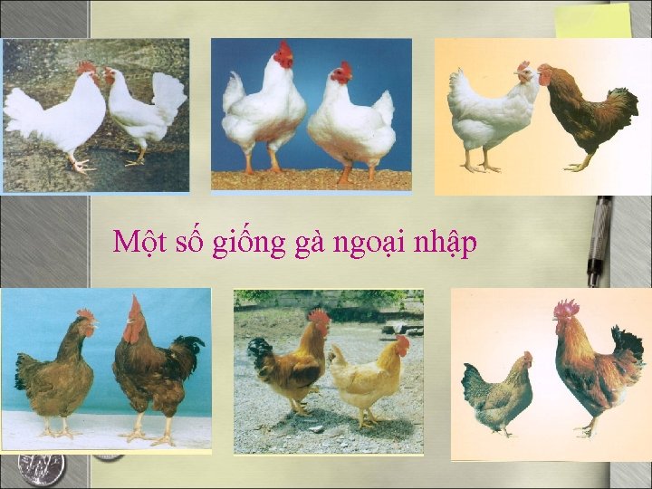  Một số giống gà ngoại nhập 