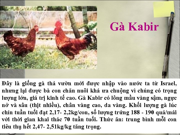 Gà Kabir Đây là giống gà thả vườn mới được nhập vào nước ta