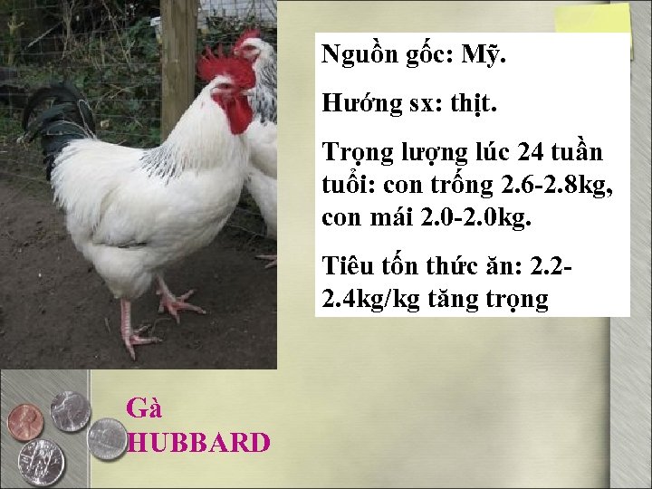 Nguồn gốc: Mỹ. Hướng sx: thịt. Trọng lượng lúc 24 tuần tuổi: con trống