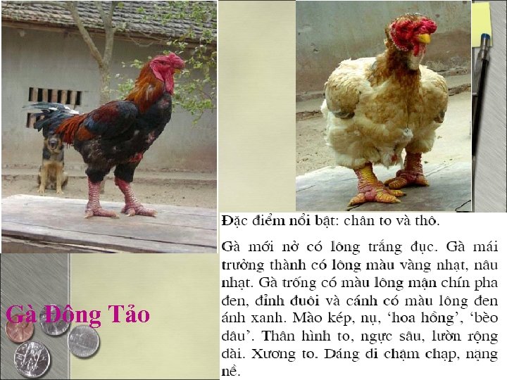 Gà Đông Tảo 