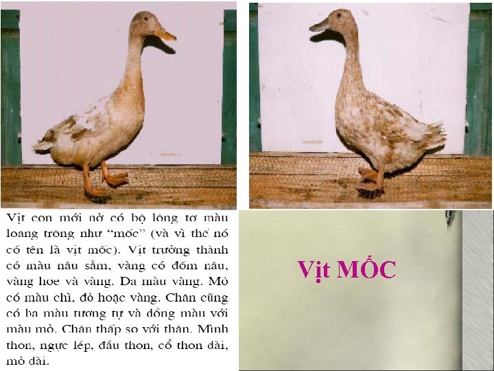 Vịt MỐC 