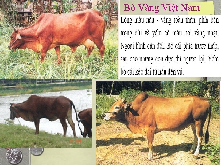 Bò Vàng Việt Nam 