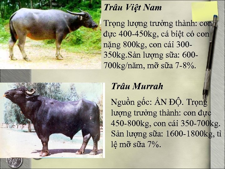 Trâu Việt Nam Trọng lượng trưởng thành: con đực 400 -450 kg, cá biệt