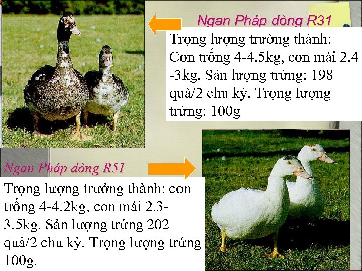 Ngan Pháp dòng R 31 Trọng lượng trưởng thành: Con trống 4 -4. 5