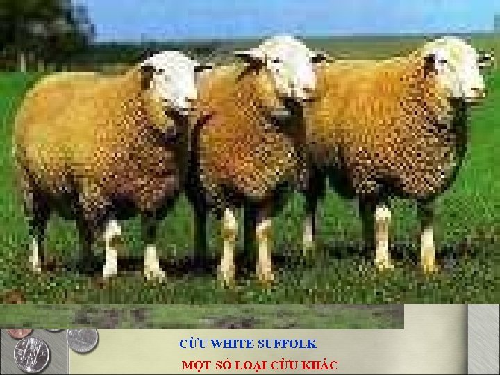 CỪU DORPER CỪU WHITE SUFFOLK MỘT SỐ LOẠI CỪU KHÁC 