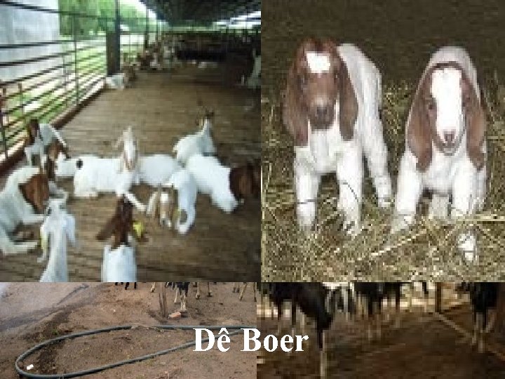 DÊ BÁCH THẢO Dê Boer 