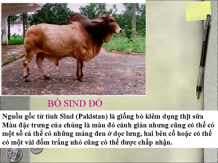 BÒ SIND ĐỎ Nguồn gốc từ tỉnh Sind (Pakistan) là giống bò kiêm dụng