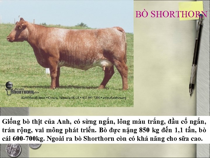 BÒ SHORTHORN Giống bò thịt của Anh, có sừng ngắn, lông màu trắng, đầu