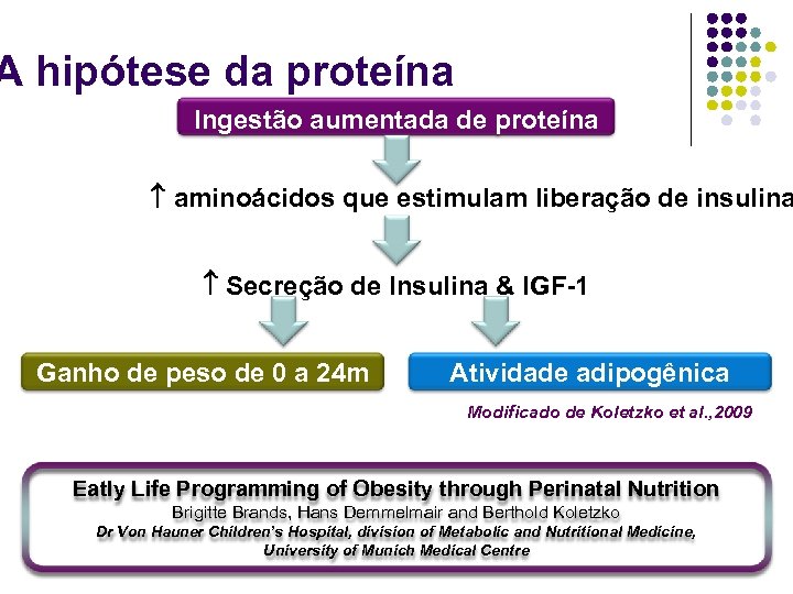 A hipótese da proteína Ingestão aumentada de proteína aminoácidos que estimulam liberação de insulina