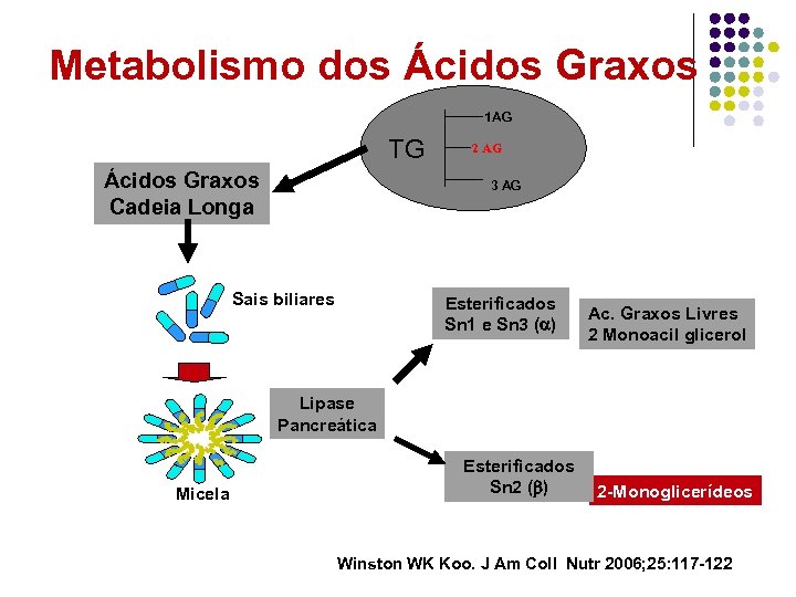 Metabolismo dos Ácidos Graxos 1 AG TG Ácidos Graxos Cadeia Longa 2 AG 3