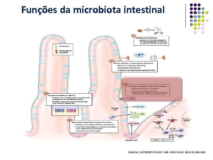 Figure 1 Funções da microbiota intestinal 