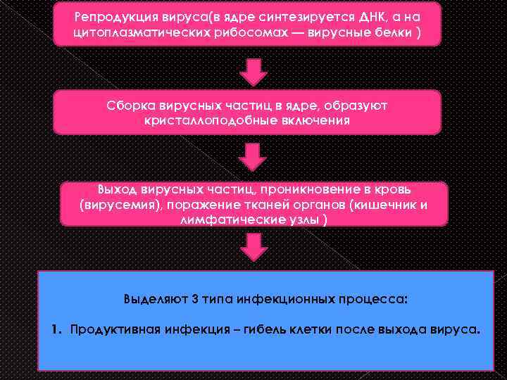 Репродукция вируса(в ядре синтезируется ДНК, а на цитоплазматических рибосомах — вирусные белки ) Сборка