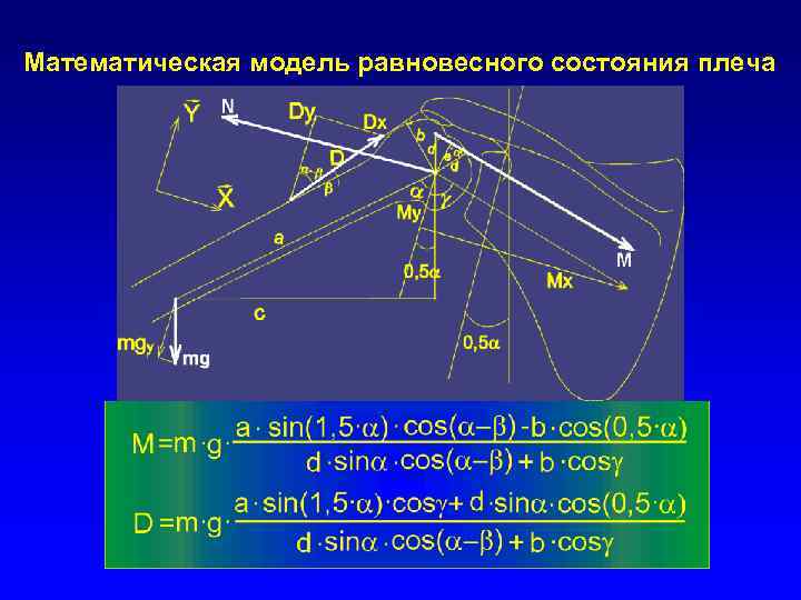 Математическая модель равновесного состояния плеча 