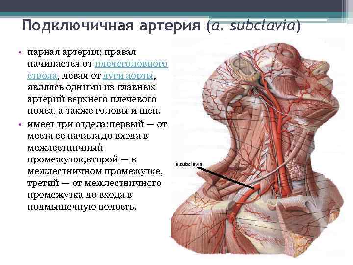 Подключичная артерия схема ветвей