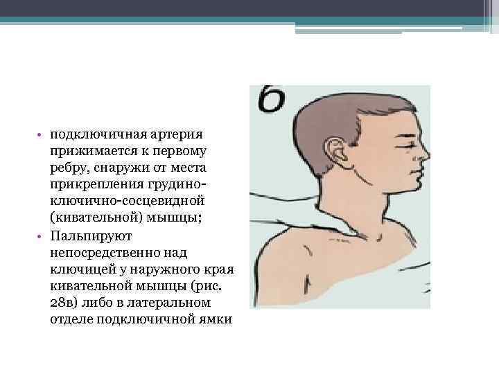  • подключичная артерия прижимается к первому ребру, снаружи от места прикрепления грудино ключично