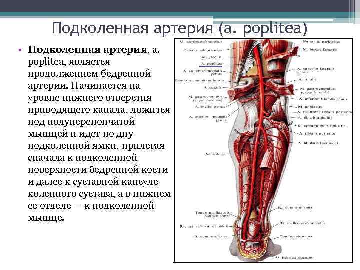 Проекционная линия бедренной артерии. Подколенная артерия, a. poplitea. Poplitea артерия. Ветви подколенной артерии схема. Проекционная линия подколенной артерии.