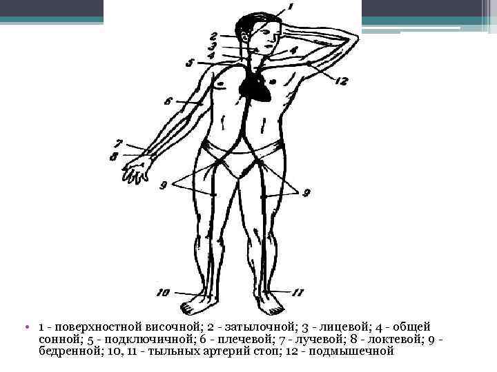  • 1 поверхностной височной; 2 затылочной; 3 лицевой; 4 общей сонной; 5 подключичной;