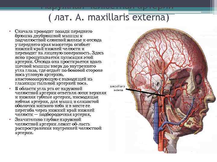 Arteria maxillaris схема