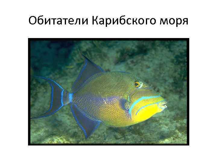 Обитатели Карибского моря 